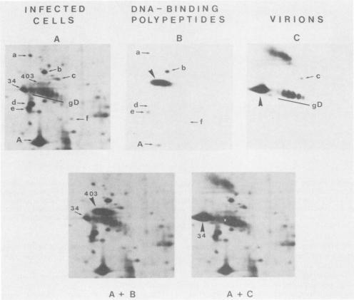 https://cdn.ncbi.nlm.nih.gov/pmc/blobs/bd35/255661/61a53372b277/jvirol00099-0092-a.jpg