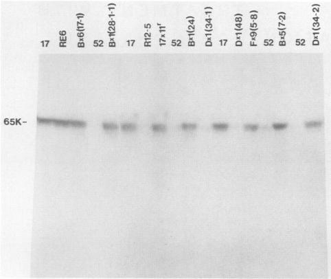 https://cdn.ncbi.nlm.nih.gov/pmc/blobs/bd35/255661/c25514a1e8f4/jvirol00099-0093-a.jpg
