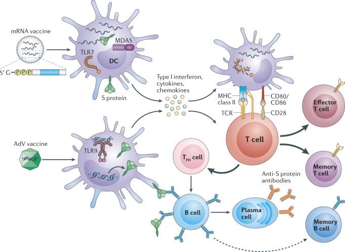 https://cdn.ncbi.nlm.nih.gov/pmc/blobs/bd37/7934118/cabfdcdf4556/41577_2021_526_Fig1_HTML.jpg