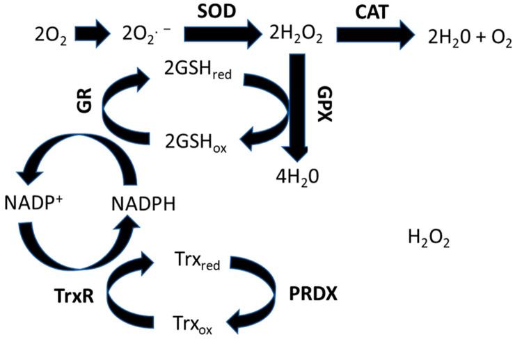 https://cdn.ncbi.nlm.nih.gov/pmc/blobs/bd3a/10451790/c0d4917ab3f2/antioxidants-12-01617-g001.jpg