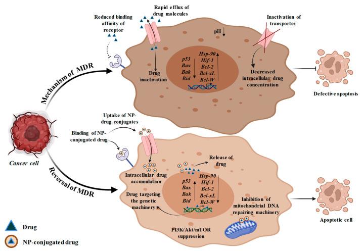 https://cdn.ncbi.nlm.nih.gov/pmc/blobs/bd3e/10376516/caa7cd251490/bioengineering-10-00760-g004.jpg