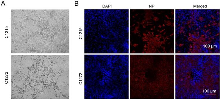 https://cdn.ncbi.nlm.nih.gov/pmc/blobs/bd42/6335226/92b966a52947/12250_2018_76_Fig2_HTML.jpg