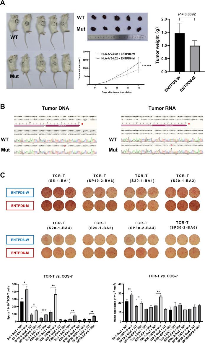 https://cdn.ncbi.nlm.nih.gov/pmc/blobs/bd43/10124323/0f22c9d90a8b/jitc-2022-006334f07.jpg