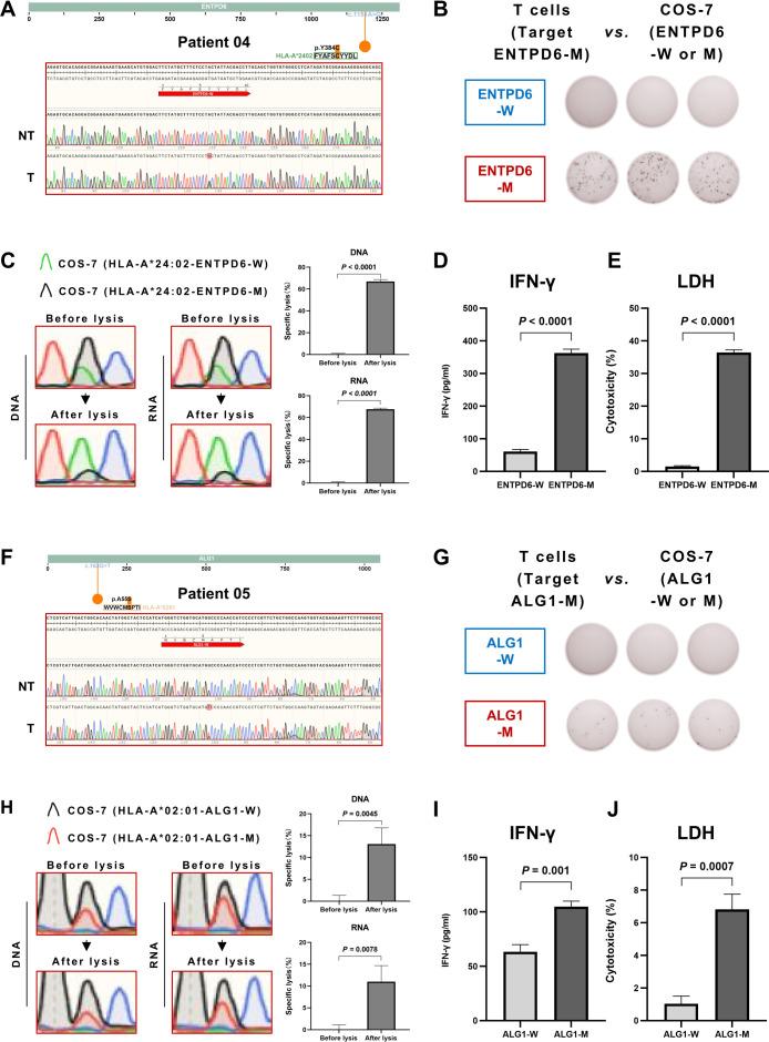 https://cdn.ncbi.nlm.nih.gov/pmc/blobs/bd43/10124323/b88e3443e220/jitc-2022-006334f06.jpg