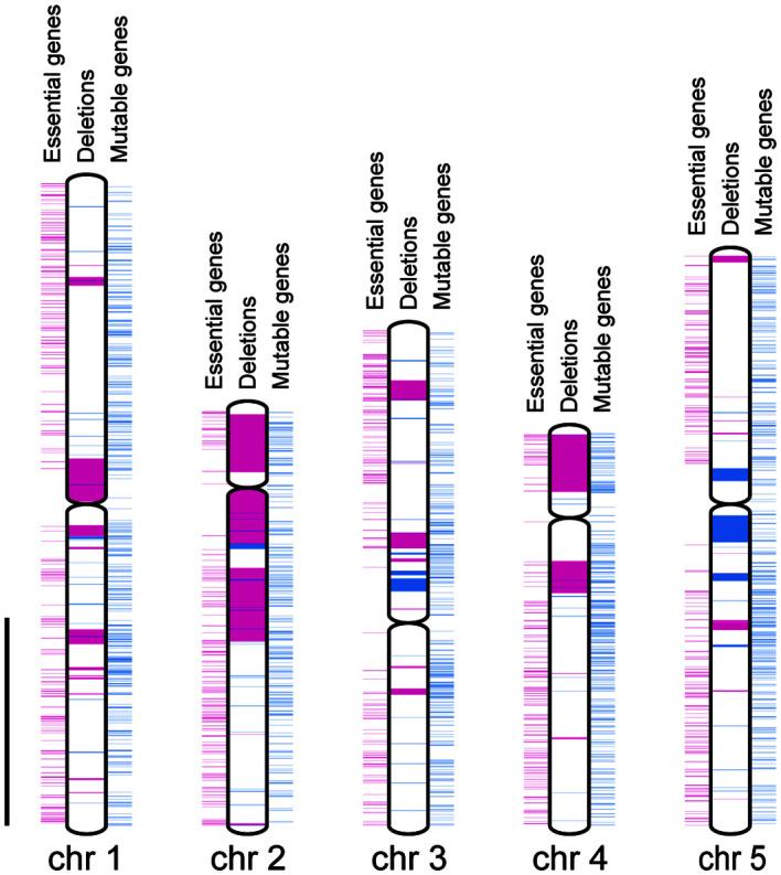 https://cdn.ncbi.nlm.nih.gov/pmc/blobs/bd43/11061394/5dfed029c376/fpls-15-1352564-g003.jpg