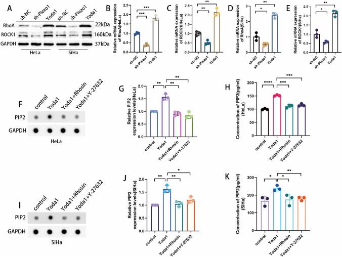 https://cdn.ncbi.nlm.nih.gov/pmc/blobs/bd47/12084484/e51d9aef1267/12672_2025_2474_Fig5_HTML.jpg