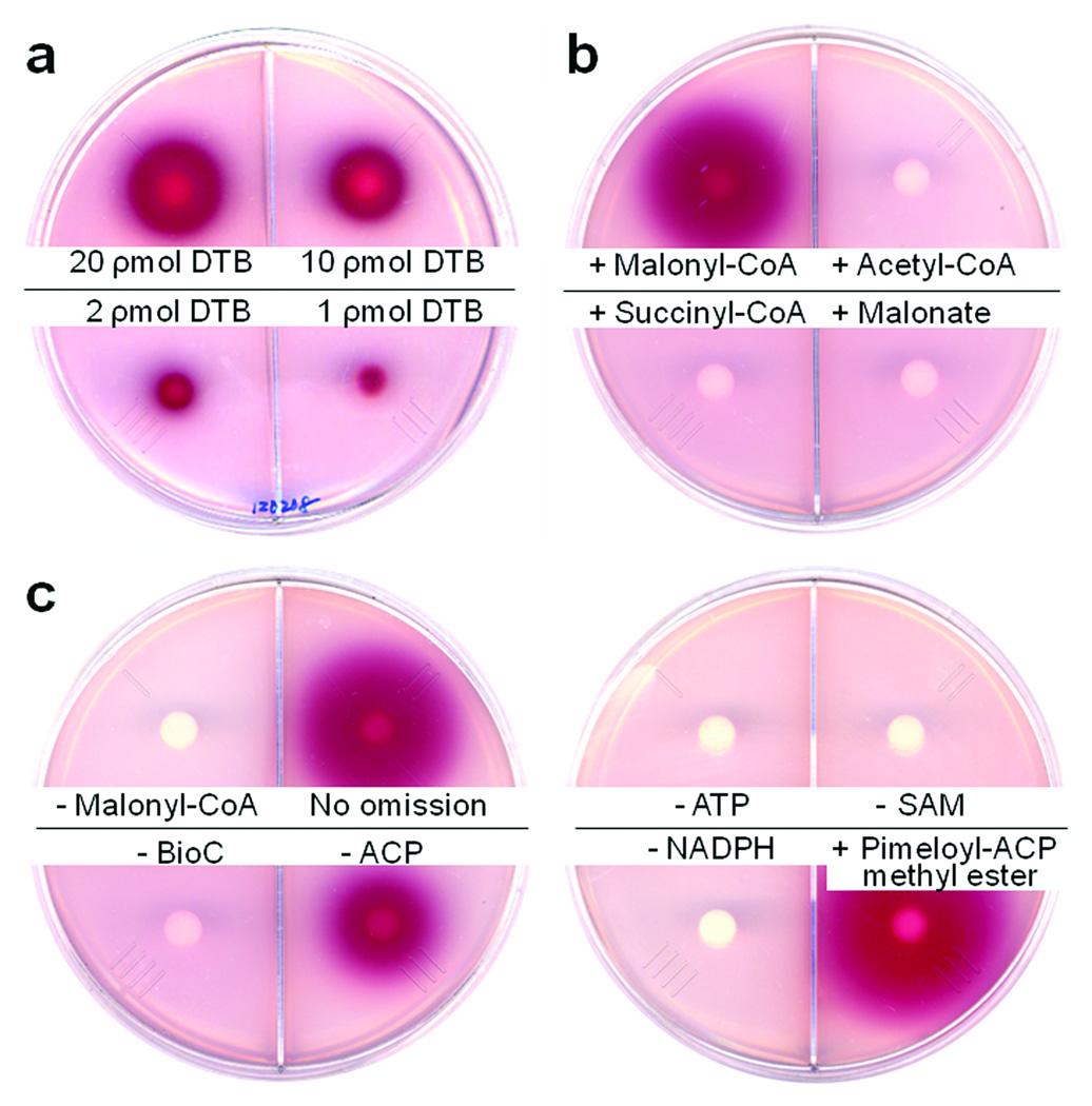 https://cdn.ncbi.nlm.nih.gov/pmc/blobs/bd54/2925990/7be0b62ad456/nihms220913f2.jpg