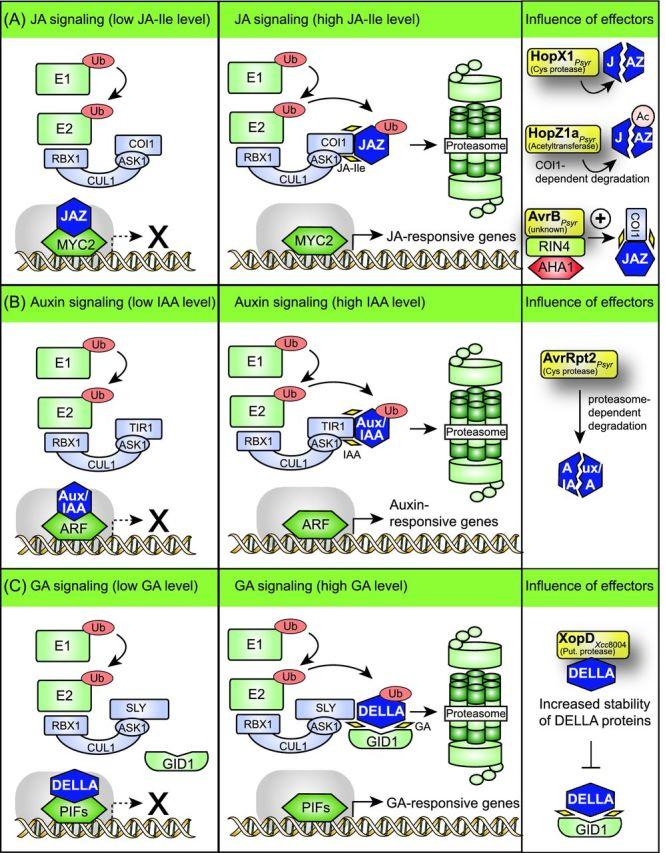 https://cdn.ncbi.nlm.nih.gov/pmc/blobs/bd54/5091034/fe0f450cf91f/fuw026fig6.jpg