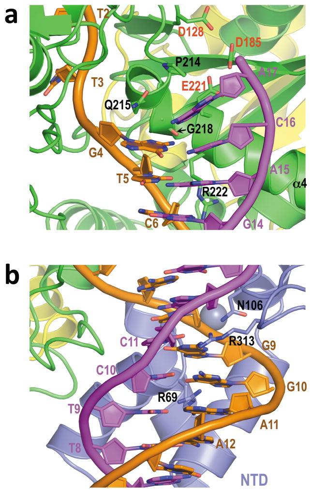https://cdn.ncbi.nlm.nih.gov/pmc/blobs/bd55/2837123/9ebc8d7e47ff/nihms169008f2.jpg