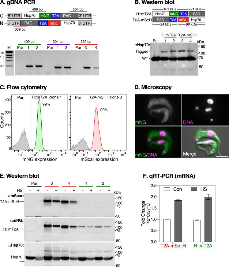 https://cdn.ncbi.nlm.nih.gov/pmc/blobs/bd57/11858757/4967ec49cf5b/rsob.240334.f003.jpg
