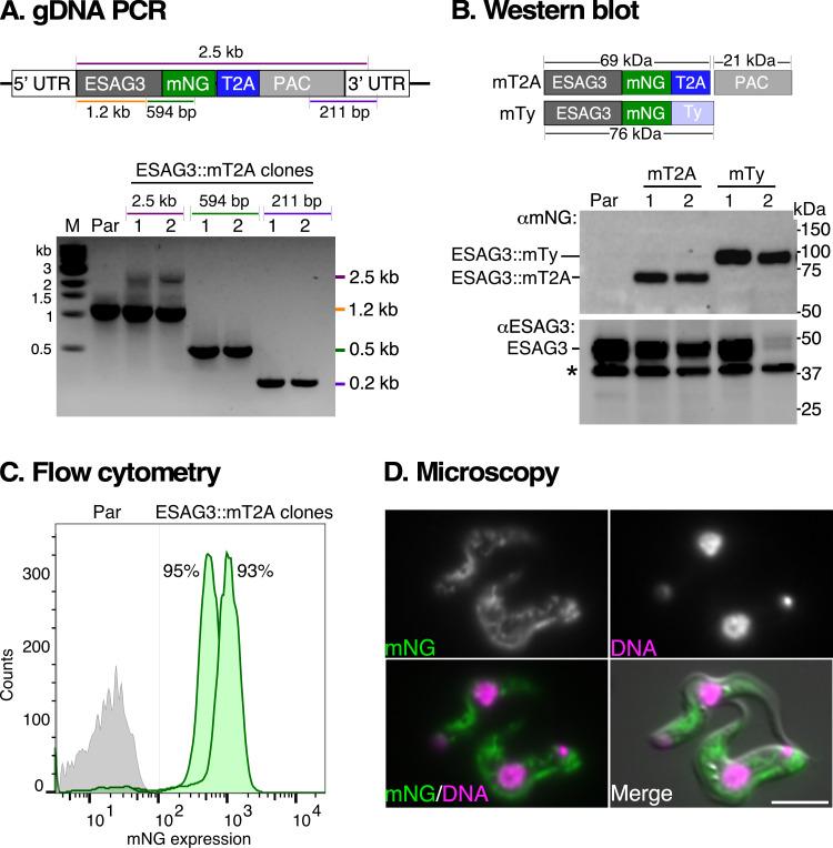 https://cdn.ncbi.nlm.nih.gov/pmc/blobs/bd57/11858757/5585154d4ef5/rsob.240334.f002.jpg