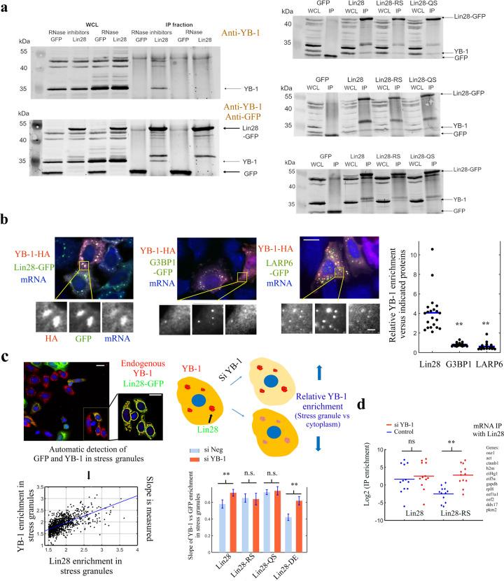 https://cdn.ncbi.nlm.nih.gov/pmc/blobs/bd58/7979924/18cddaa4d6fe/42003_2021_1862_Fig6_HTML.jpg