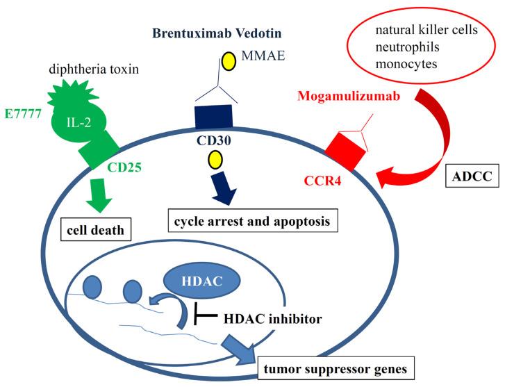 https://cdn.ncbi.nlm.nih.gov/pmc/blobs/bd58/8537763/7494e858cf09/ijms-22-11079-g001.jpg