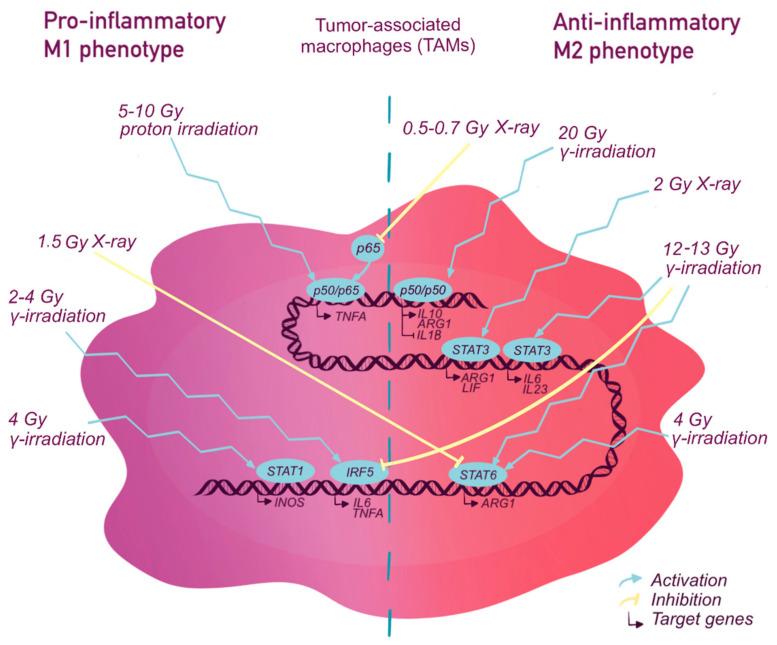https://cdn.ncbi.nlm.nih.gov/pmc/blobs/bd59/7961970/7d47fa7e7c76/ijms-22-02662-g002.jpg