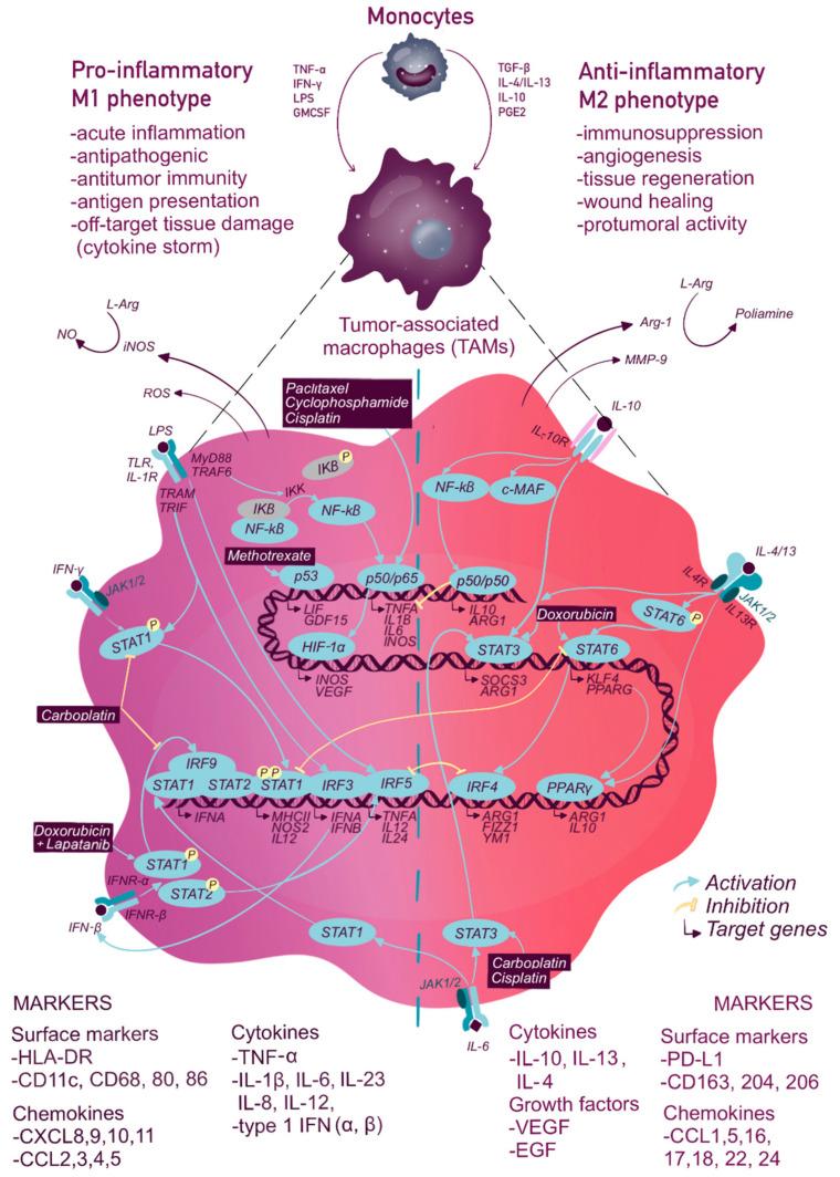 https://cdn.ncbi.nlm.nih.gov/pmc/blobs/bd59/7961970/bef3a836cefc/ijms-22-02662-g001.jpg