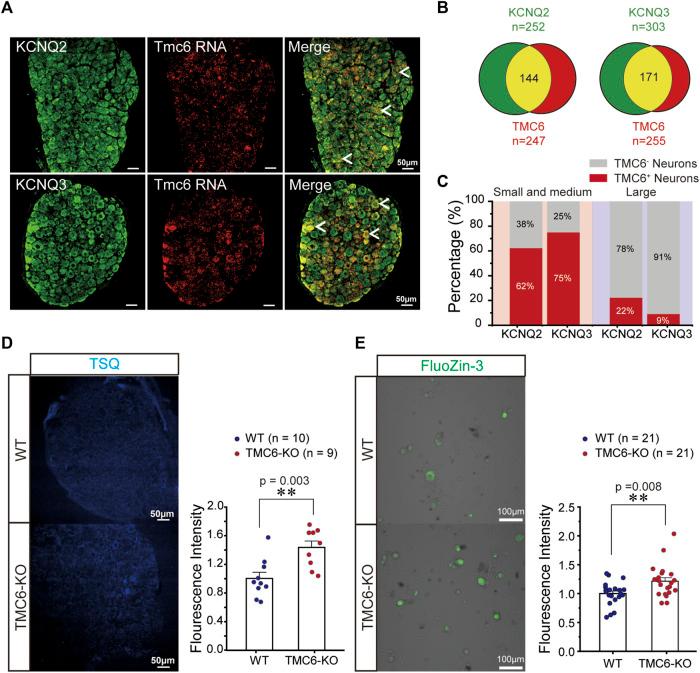 https://cdn.ncbi.nlm.nih.gov/pmc/blobs/bd5b/10909837/46d9880b97d4/fphar-15-1330167-g006.jpg