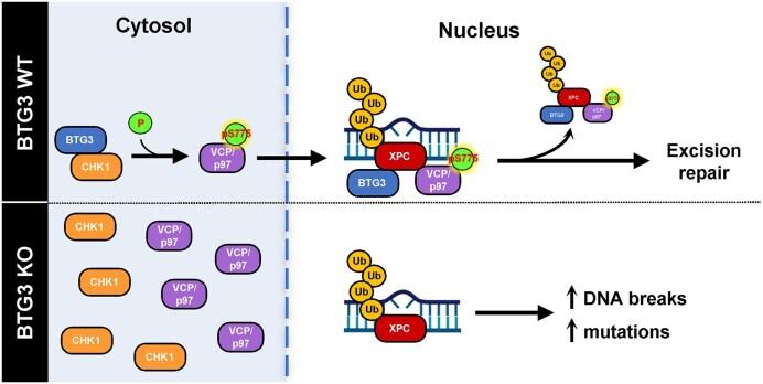 https://cdn.ncbi.nlm.nih.gov/pmc/blobs/bd5e/12235512/0991da520c72/gkaf626figgra1.jpg