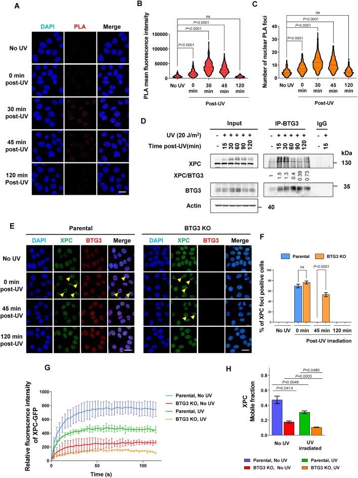 https://cdn.ncbi.nlm.nih.gov/pmc/blobs/bd5e/12235512/1759846f3c2d/gkaf626fig2.jpg