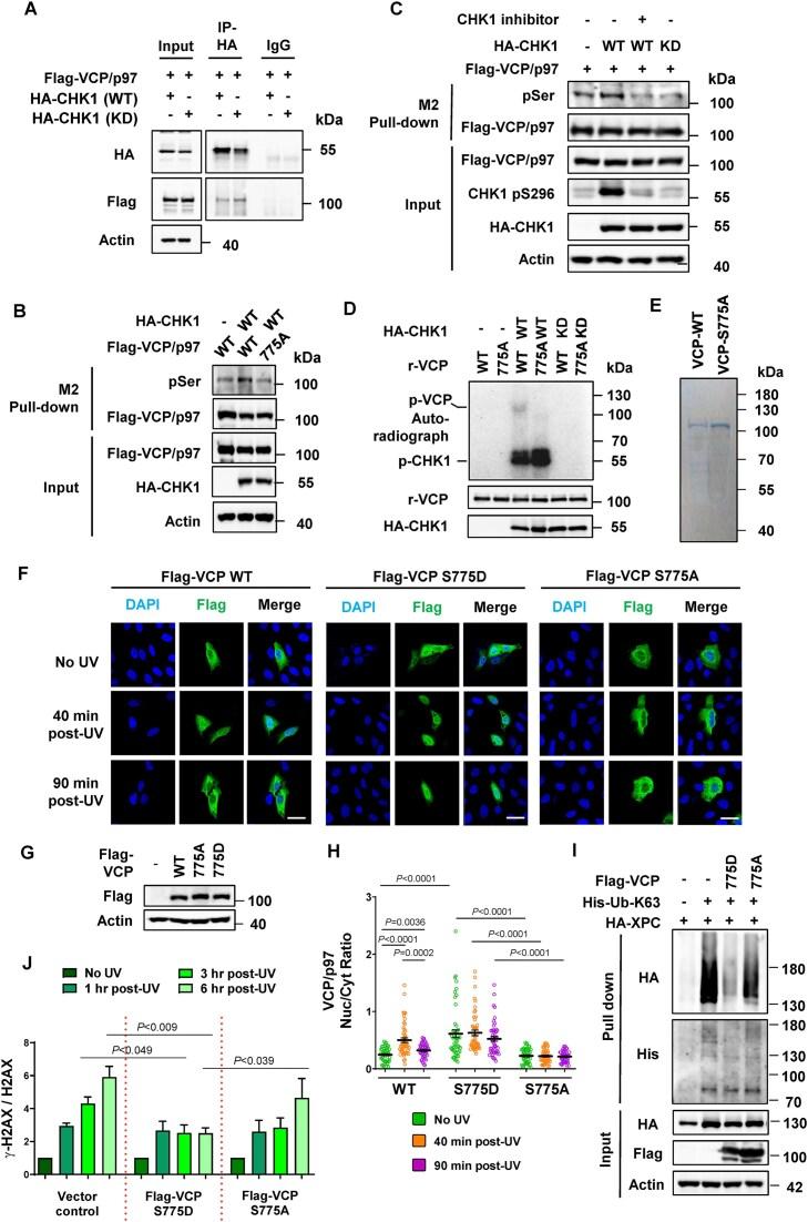 https://cdn.ncbi.nlm.nih.gov/pmc/blobs/bd5e/12235512/8249814c19ad/gkaf626fig5.jpg