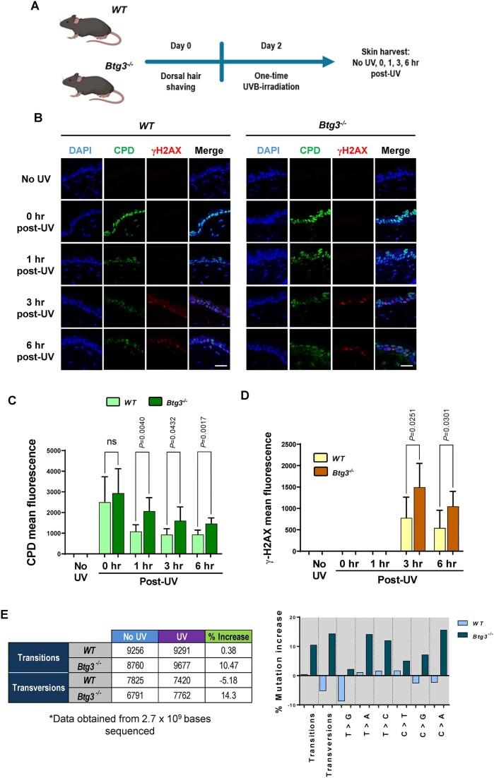 https://cdn.ncbi.nlm.nih.gov/pmc/blobs/bd5e/12235512/8e5dab34cbc0/gkaf626fig6.jpg