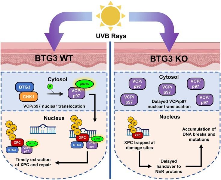 https://cdn.ncbi.nlm.nih.gov/pmc/blobs/bd5e/12235512/b9a6619d839d/gkaf626fig7.jpg