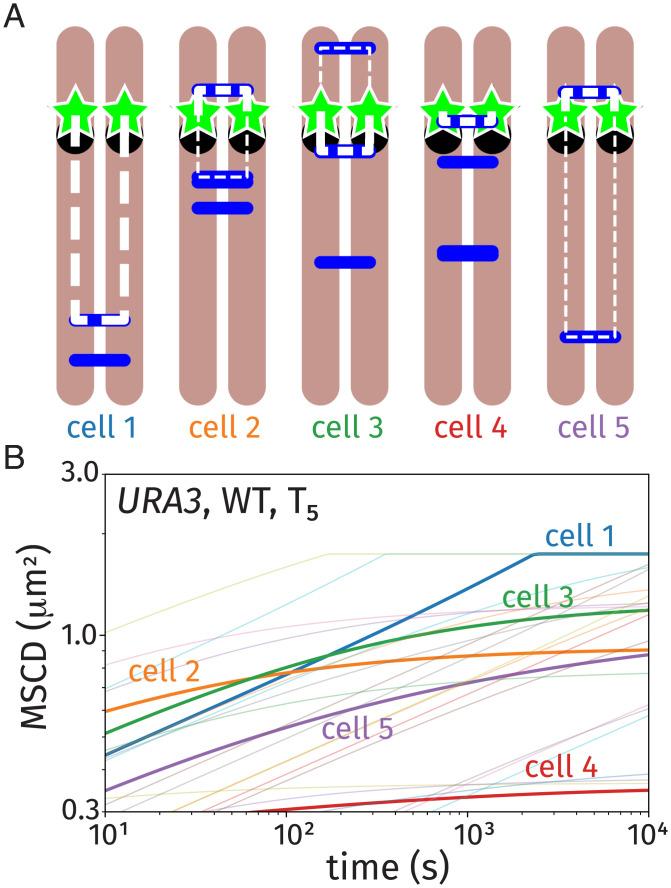 https://cdn.ncbi.nlm.nih.gov/pmc/blobs/bd60/8944930/ff4d13cf2dad/pnas.2115883119fig06.jpg