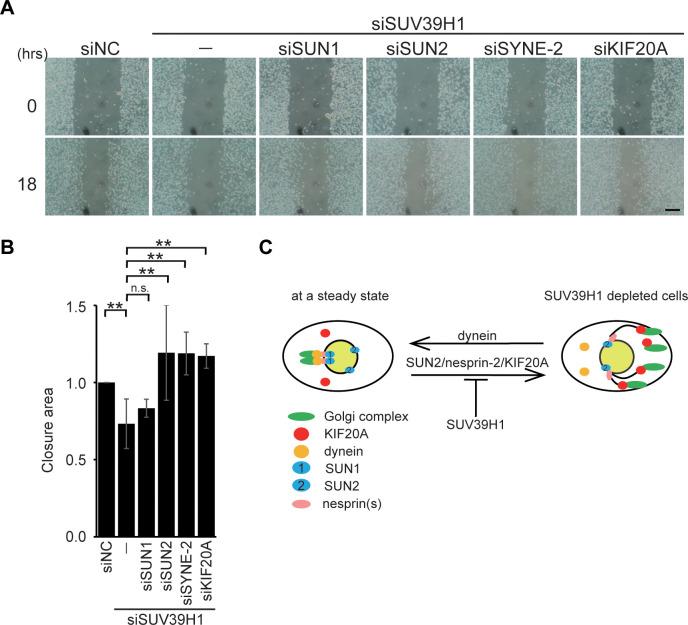 https://cdn.ncbi.nlm.nih.gov/pmc/blobs/bd65/10337926/2f47ee0caf7b/pone.0283490.g005.jpg
