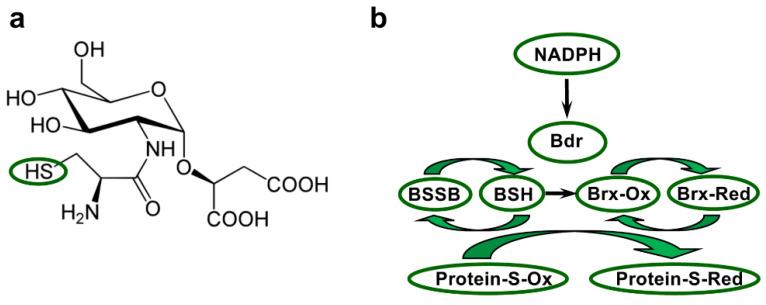 https://cdn.ncbi.nlm.nih.gov/pmc/blobs/bd66/8945050/84a3542c81fa/antioxidants-11-00561-g004.jpg