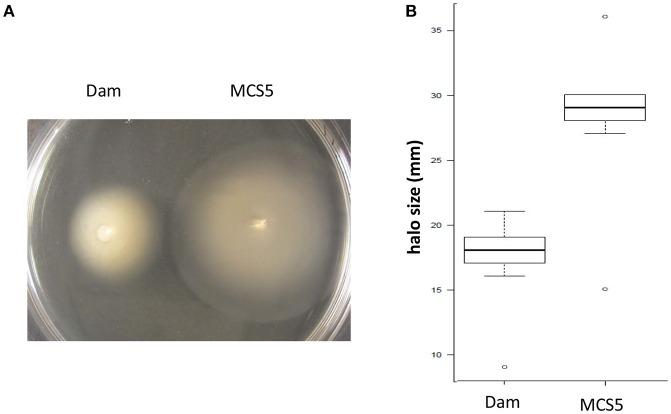 https://cdn.ncbi.nlm.nih.gov/pmc/blobs/bd6c/5585154/966ff41fc58a/fmicb-08-01671-g0003.jpg