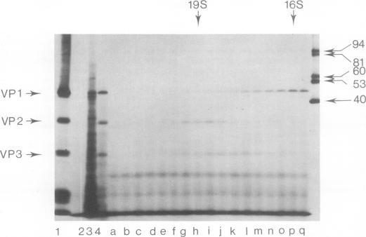https://cdn.ncbi.nlm.nih.gov/pmc/blobs/bd6d/354180/e9bb1f324be8/jvirol00200-0174-a.jpg