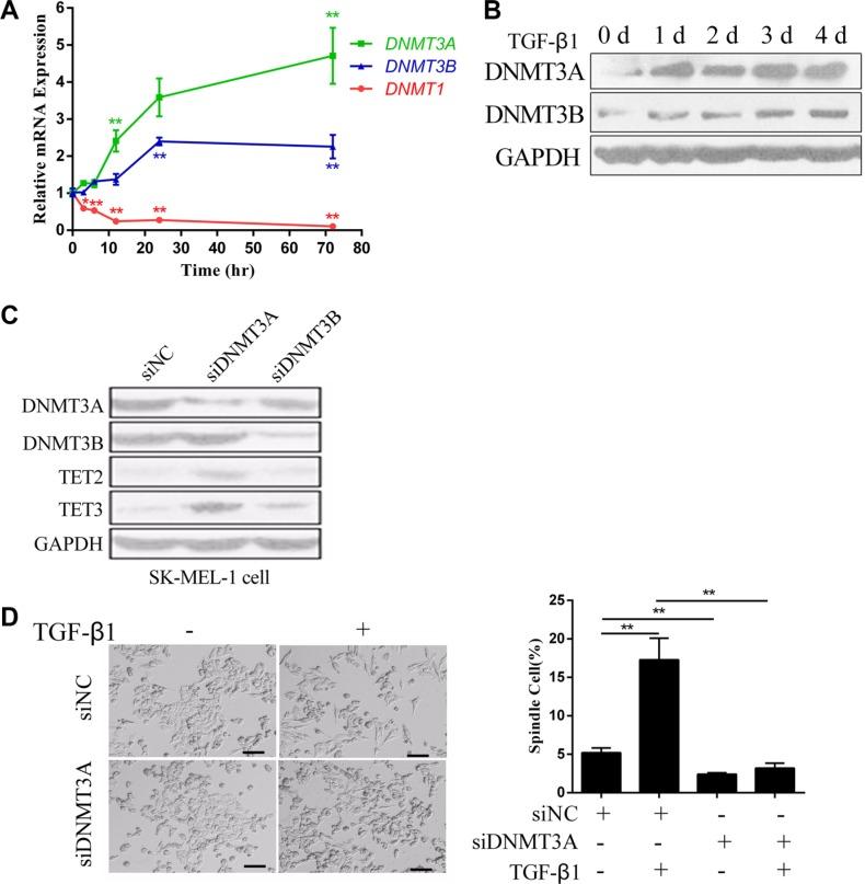 https://cdn.ncbi.nlm.nih.gov/pmc/blobs/bd70/5352122/10163e660bff/oncotarget-08-315-g004.jpg