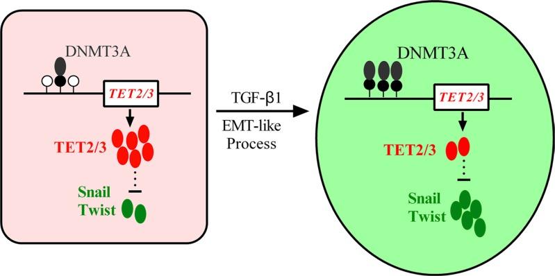 https://cdn.ncbi.nlm.nih.gov/pmc/blobs/bd70/5352122/de80b1da1e94/oncotarget-08-315-g008.jpg
