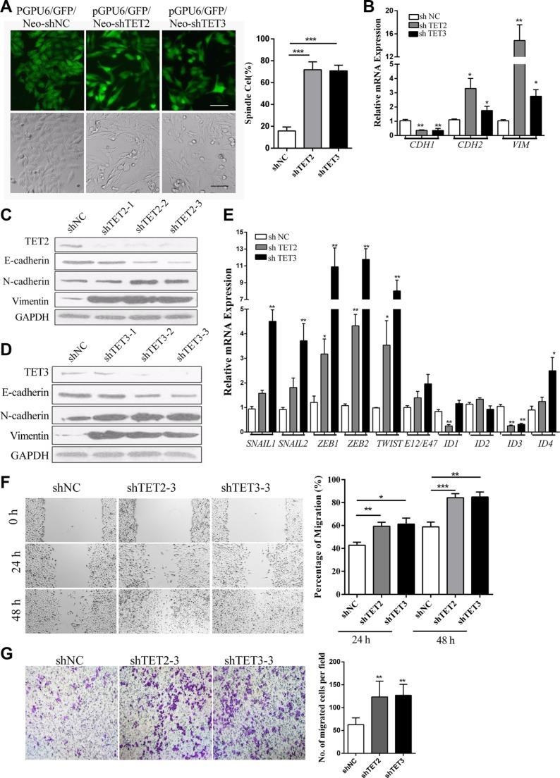 https://cdn.ncbi.nlm.nih.gov/pmc/blobs/bd70/5352122/f43c47e87b6e/oncotarget-08-315-g002.jpg