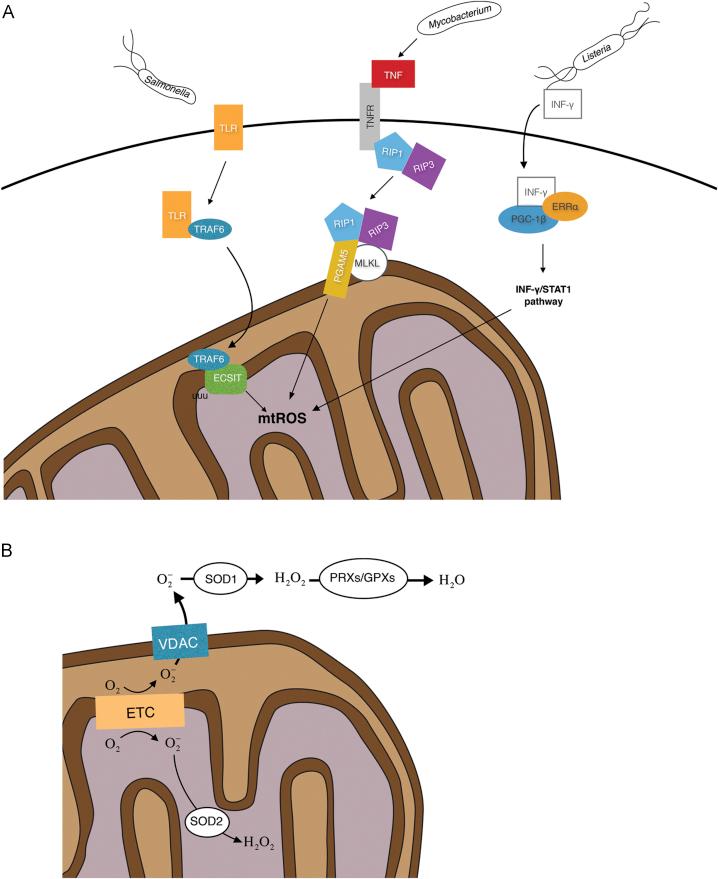 https://cdn.ncbi.nlm.nih.gov/pmc/blobs/bd71/4596921/a48794b11bb3/gr1.jpg