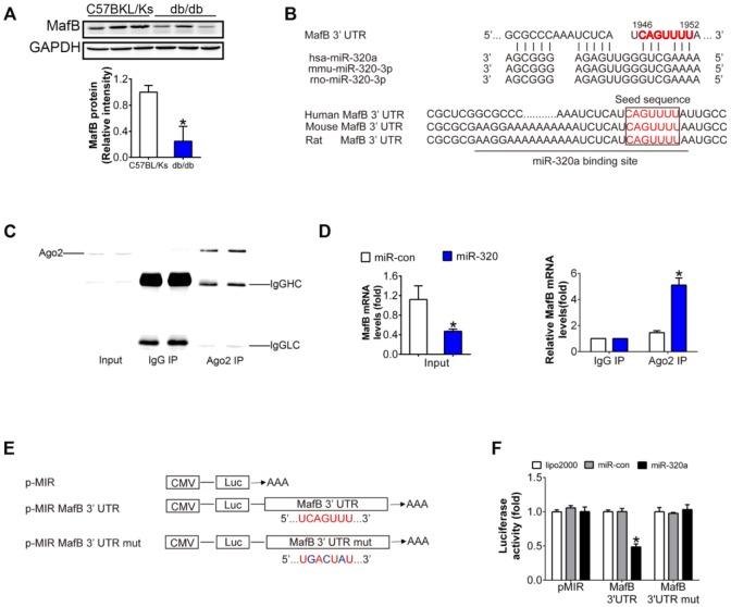 https://cdn.ncbi.nlm.nih.gov/pmc/blobs/bd71/6555468/22d99685b223/aging-11-101962-g004.jpg