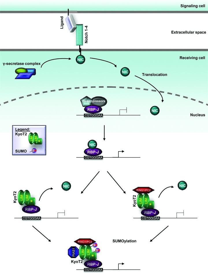 https://cdn.ncbi.nlm.nih.gov/pmc/blobs/bd73/3822721/4cf8f590aca3/jcmm0014-2702-f3.jpg