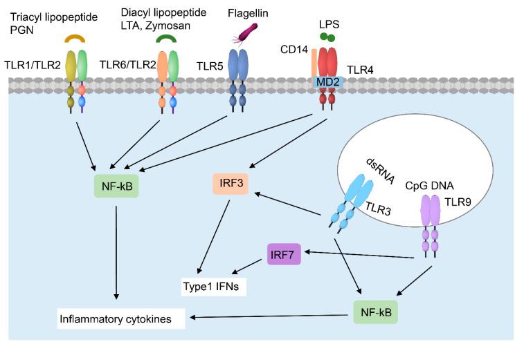 https://cdn.ncbi.nlm.nih.gov/pmc/blobs/bd76/7699912/b0dc3cf37ccd/ijms-21-08790-g001.jpg