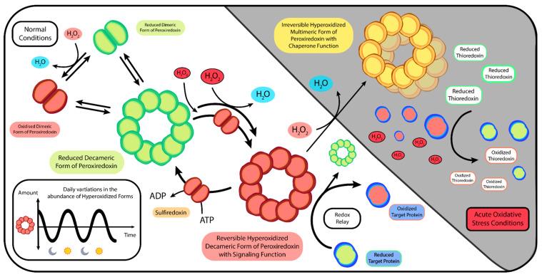 https://cdn.ncbi.nlm.nih.gov/pmc/blobs/bd78/10671191/933127cd2a2a/ijms-24-16169-g003.jpg
