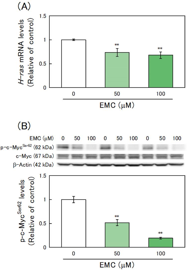 https://cdn.ncbi.nlm.nih.gov/pmc/blobs/bd80/10319241/ec226298ace1/gr9.jpg