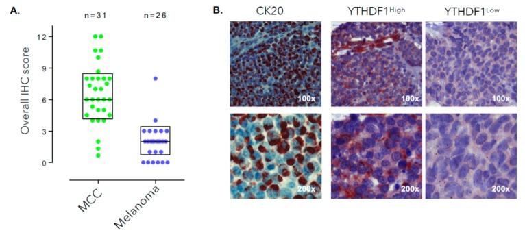 https://cdn.ncbi.nlm.nih.gov/pmc/blobs/bd82/7016651/526655b1f260/cancers-12-00202-g002a.jpg
