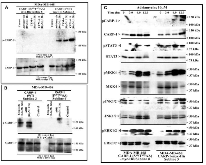 https://cdn.ncbi.nlm.nih.gov/pmc/blobs/bd83/11096501/8d23eef4196a/fonc-14-1376666-g002.jpg
