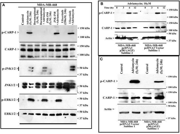 https://cdn.ncbi.nlm.nih.gov/pmc/blobs/bd83/11096501/bd797ad756ea/fonc-14-1376666-g003.jpg