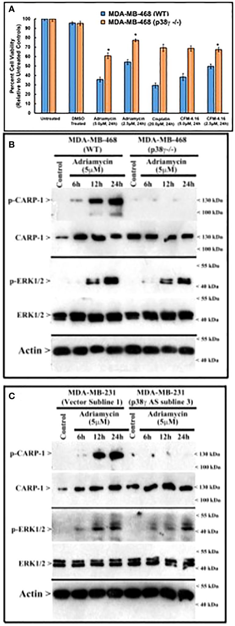 https://cdn.ncbi.nlm.nih.gov/pmc/blobs/bd83/11096501/f8004d91ef09/fonc-14-1376666-g005.jpg