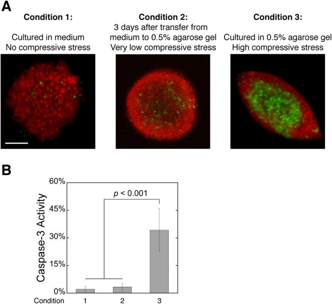 https://cdn.ncbi.nlm.nih.gov/pmc/blobs/bd89/2645686/0c50360f980a/pone.0004632.g006.jpg
