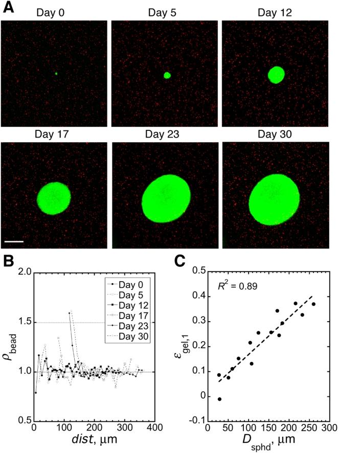 https://cdn.ncbi.nlm.nih.gov/pmc/blobs/bd89/2645686/c0eb3aced83e/pone.0004632.g001.jpg