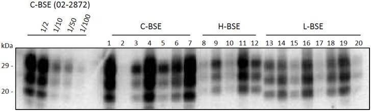 https://cdn.ncbi.nlm.nih.gov/pmc/blobs/bd89/5322914/c01ca6252ec5/pone.0172428.g001.jpg