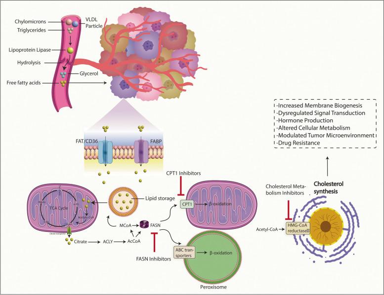 https://cdn.ncbi.nlm.nih.gov/pmc/blobs/bd8b/11409553/98da185f5dd3/12943_2024_2119_Fig4_HTML.jpg