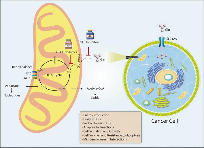 https://cdn.ncbi.nlm.nih.gov/pmc/blobs/bd8b/11409553/ad2801e096ed/12943_2024_2119_Fig3_HTML.jpg