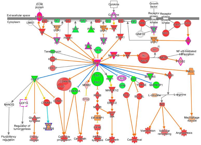 https://cdn.ncbi.nlm.nih.gov/pmc/blobs/bd90/11394487/7f13773fc13b/cells-13-01474-g007.jpg