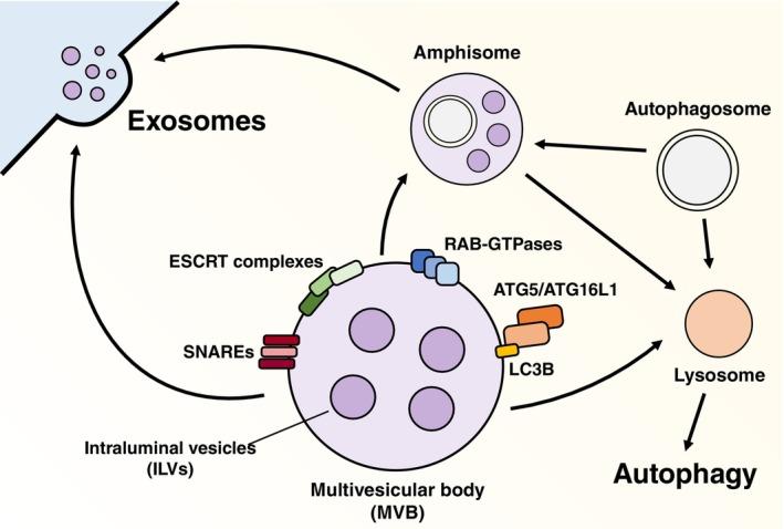 https://cdn.ncbi.nlm.nih.gov/pmc/blobs/bd90/12141978/ea70f8ca2f6e/IJC-157-405-g002.jpg